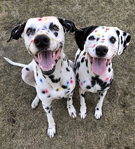 Dalmatian Temperament Lifespan Shedding Puppy