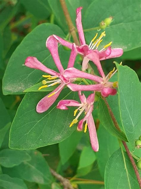 Lonicera Tatarica L Tatarian Honeysuckle World Flora Plntnet