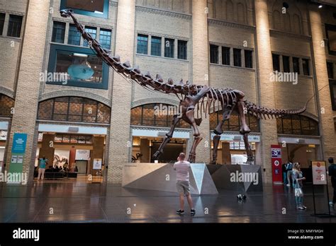 Huge dinosaur skeleton inside Royal Ontario Museum in Toronto Canada Stock Photo - Alamy