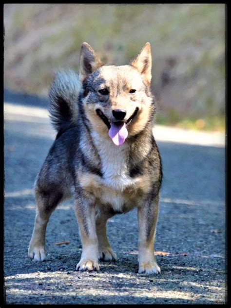 Accueil Elevage Los Nobles Del Norte Eleveur De Chiens Vallhund