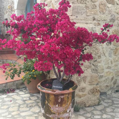 Chuxay Garden Dark Pink Bougainvillea Flower Seed