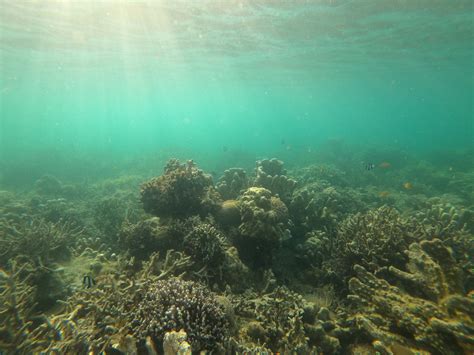 Coral Reefs Under Water · Free Stock Photo