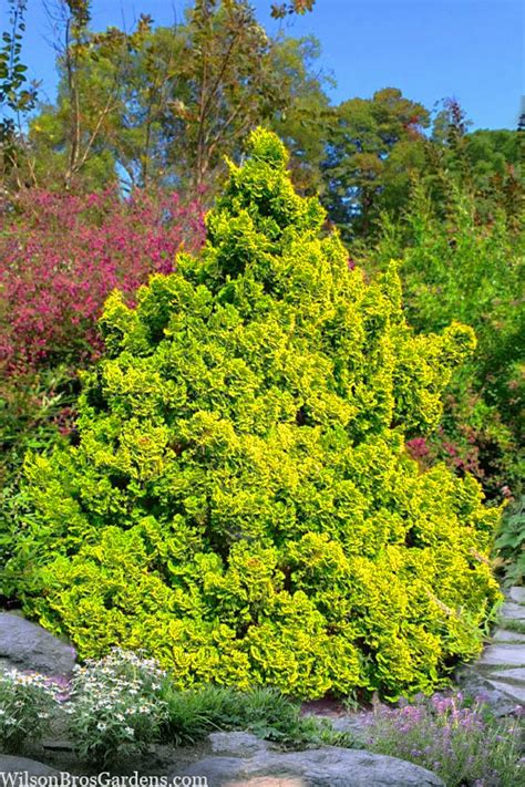 Buy Sunspray Golden Dwarf Hinoki Cypress Chamaecyparis Obtusa Free Shipping Wilson Bros