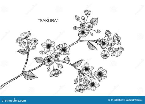 Sakura Flower Drawing Illustration Black And White With Line Art