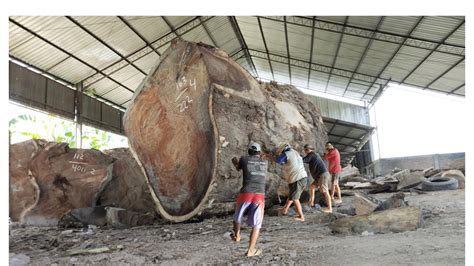 Milyaran Sungguh Mantap Kayu Trembesi Serat Sutra Di Proses Di