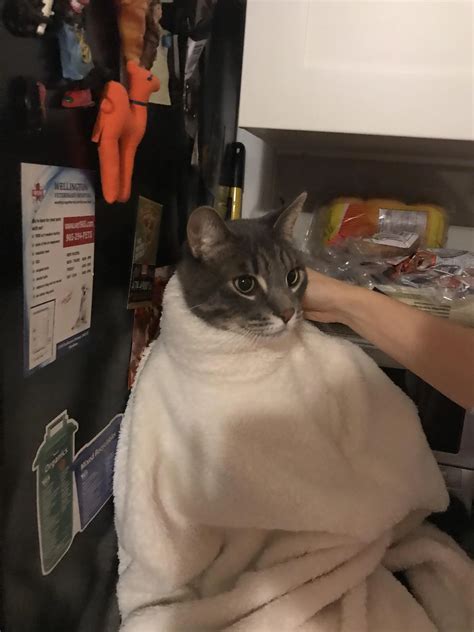 An annoyed purrito | Scrolller