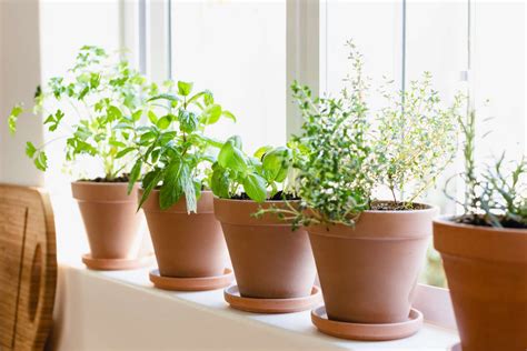 10 Herbs To Grow Indoors All Year Trendradars