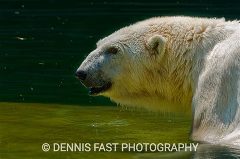 Debby The Oldest Polar Bear In The World Dennisfast