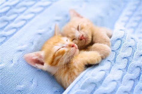 Cute kittens sleeping : r/AnimalsBeingSleepy