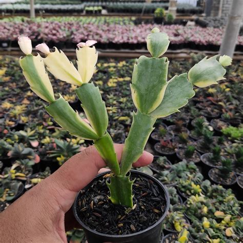 Schlumbergera Truncata Variegated Thanksgiving Cactus