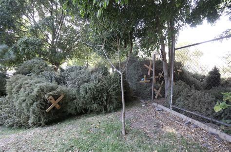 Acopia Guadalajara Mil Rboles De Navidad Para Su Reciclaje