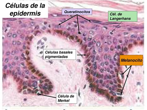 PPT HISTOLOGÍA DE LA PIEL PowerPoint Presentation free download ID