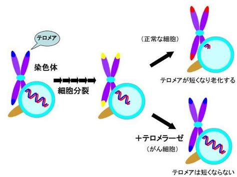 【徹底解説】あなたの残り寿命を示す遺伝子「テロメア」とは？｜しょーた 最新技術・世界情勢の解説📰