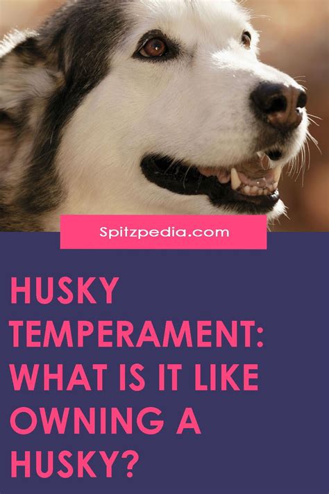 Husky Temperament: What Is It Like Owning a Husky? | spitzpedia | Husky ...