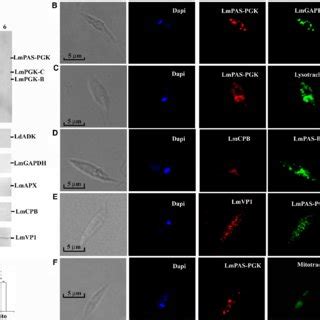 Localization By Western Blotting And Immunofluorescence A