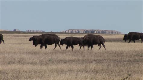 Herd of Bison Grazing in Stock Footage Video (100% Royalty-free ...