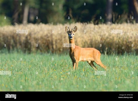 Roe deer Capreolus capreolus cloven-hoofed animals New World deer Stock ...