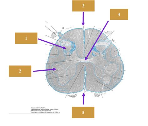 Spinal Cord Labelling Diagram Quizlet