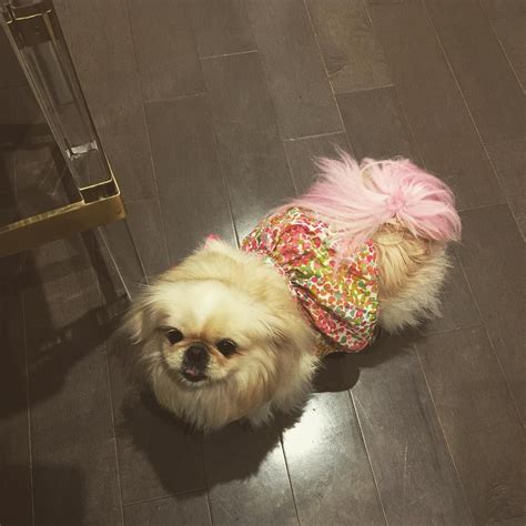 Lulu Got A Pink Tail Today Pekingese Pekingese Dogs Guard Dogs