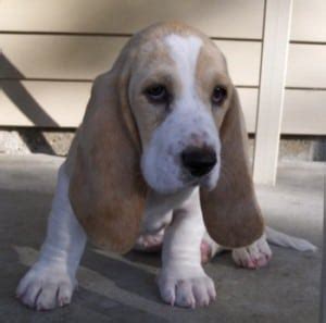 Basset Hound Adoption – Giving A Homeless Basset Dog A Chance To Have A New Home - Sharda'sDog World