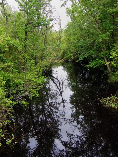 Kostenlose Foto Baum Wasser Natur Wald Bach Wildnis Ast Weg