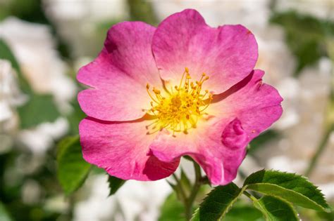 Rosa Woodsii Western Wild Rose