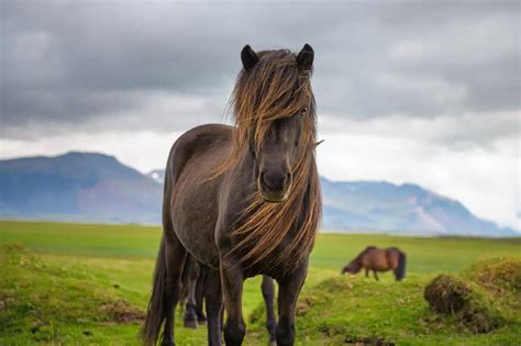 Cheval Islandais Tout Savoir Sur Ce Poney Unique En Son Genre