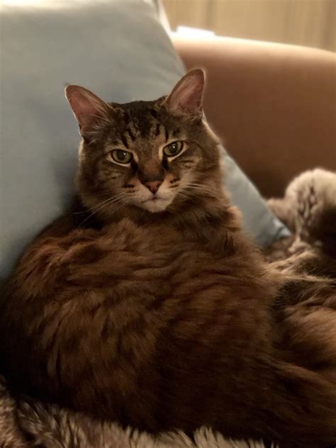 symptoms of kidney disease in cats 7