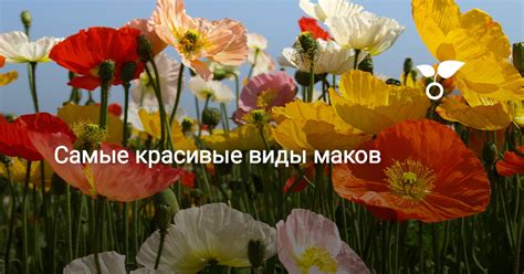 Самые красивые виды маков. Фото — Ботаничка