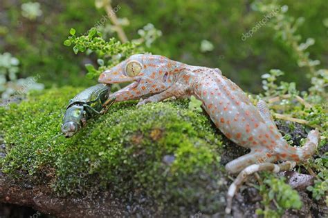 Un joven tokay gecko está comiendo un escarabajo de joyas en una roca