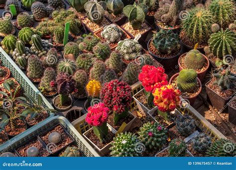 Muchos Grupos Del Cactus En Potes Imagen De Archivo Imagen De Fresco