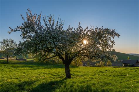 Apfelbaum Blüte Frühling Kostenloses Foto auf Pixabay