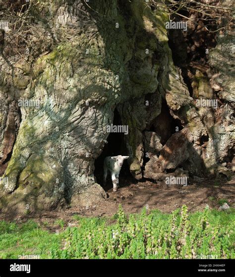 Bowthorpe Oak Hi Res Stock Photography And Images Alamy