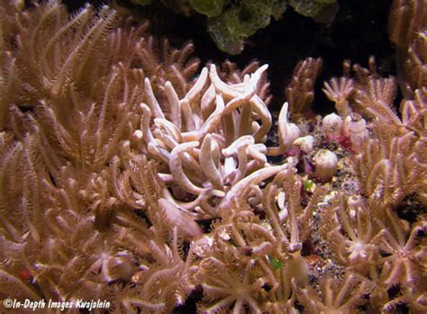 Phyllodesmium Colemani Nudibranch Bali