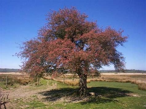 Crataegus Monogyna Hawthorn Identification Guide