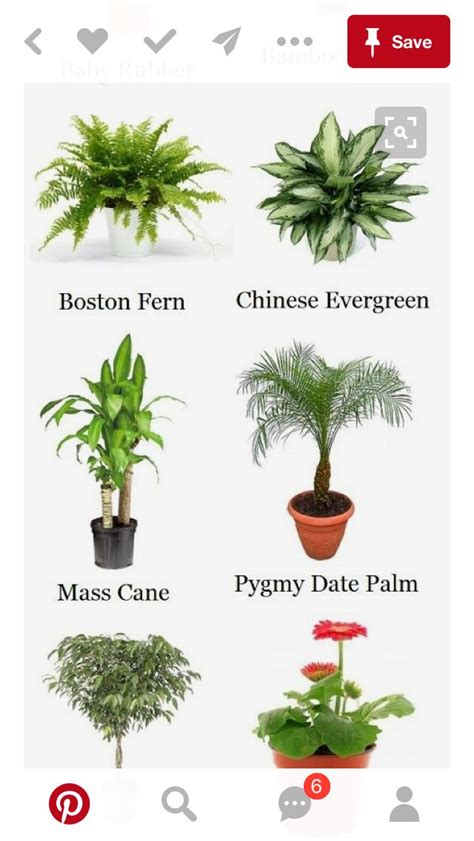 Pin By Jean Tolentino On Plants Plants House Plants Houseplants