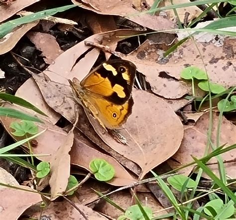 Common Brown From Sherbrooke VIC 3789 Australia On March 09 2023 At