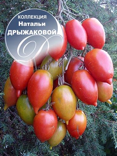 Томат Легенда Тарасенко