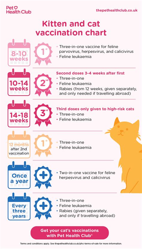 Kitten vaccination schedule - My Family Vets