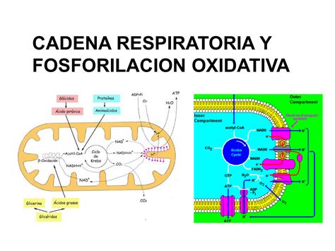 Tema 3 Cadena Respiratoria Fosforilacion Oxidativa