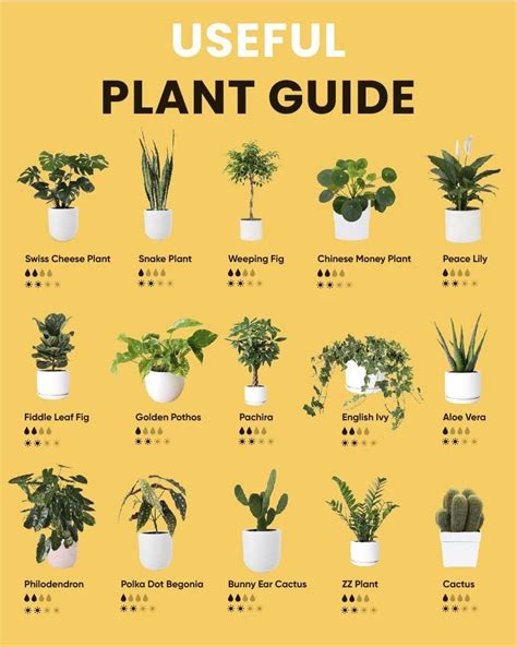 Useful Plant Guide | House Plants, Hanging Plants