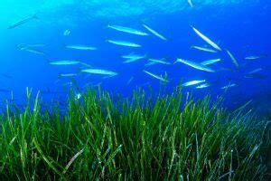 La Posidonia El Bosque Sumergido Del Mediterr Neo Descubrir Menorca