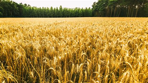 Cornfield Forest Nature Free Photo On Pixabay