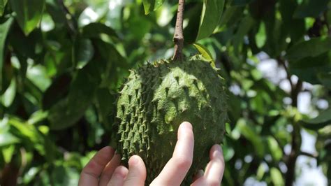 C Mo Mejorar Tu Sistema Inmunol Gico Con Ayuda De La Infusi N De Guan Bana