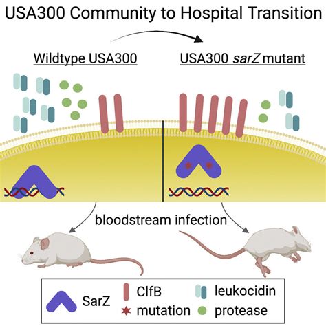 Researchers Discover Novel Mechanism For Mrsa Virulence