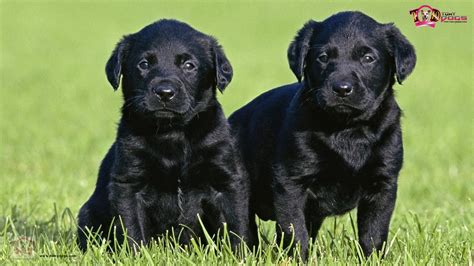 Lebra Dogs. Info and HD Wallpapers | Tomy Dogs