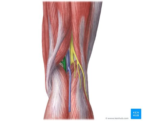 Popliteal Lymph Nodes Location Hot Sex Picture