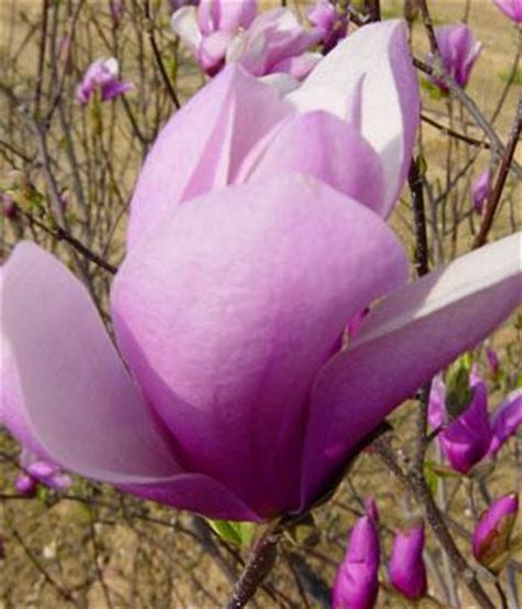 Dwarf Jane Magnolia Tree! Gorgeous Purple Blooms L@@K | eBay