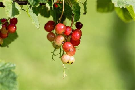 Images Gratuites Branche Fruit Baie Feuille Fleur Aliments