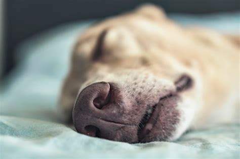 Una Foto De Cerca De La Nariz De Un Perro Durmiendo En Una Cama Foto